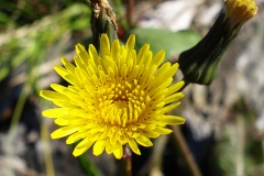 Flower-of-Sow-thistle