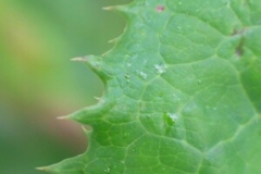 Leaf-margin-of-Sow-thistle