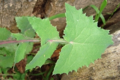 Leaves-of-Sow-thistle