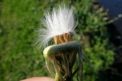Mature-fruits-of-Sow-Thistle