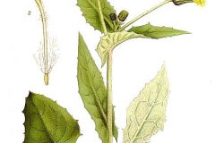 Plant-Illustration-of-Sow-Thistle