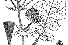 Sketch-of-Sow-Thistle