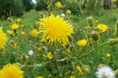 Sow-Thistle-plant-growing-wild