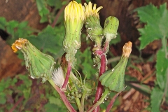 Sow-thistle-Flower-bud-infested-with-aphids