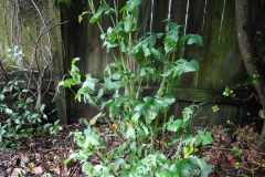 Sow-thistle-Plant