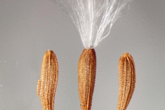 Sow-thistle-Seeds