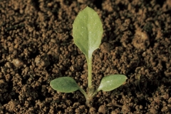 Sow-thistle-saplings