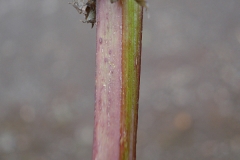Stem-of-Sow-thistle