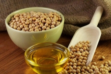 Soybean-oil-Glycine gracilis