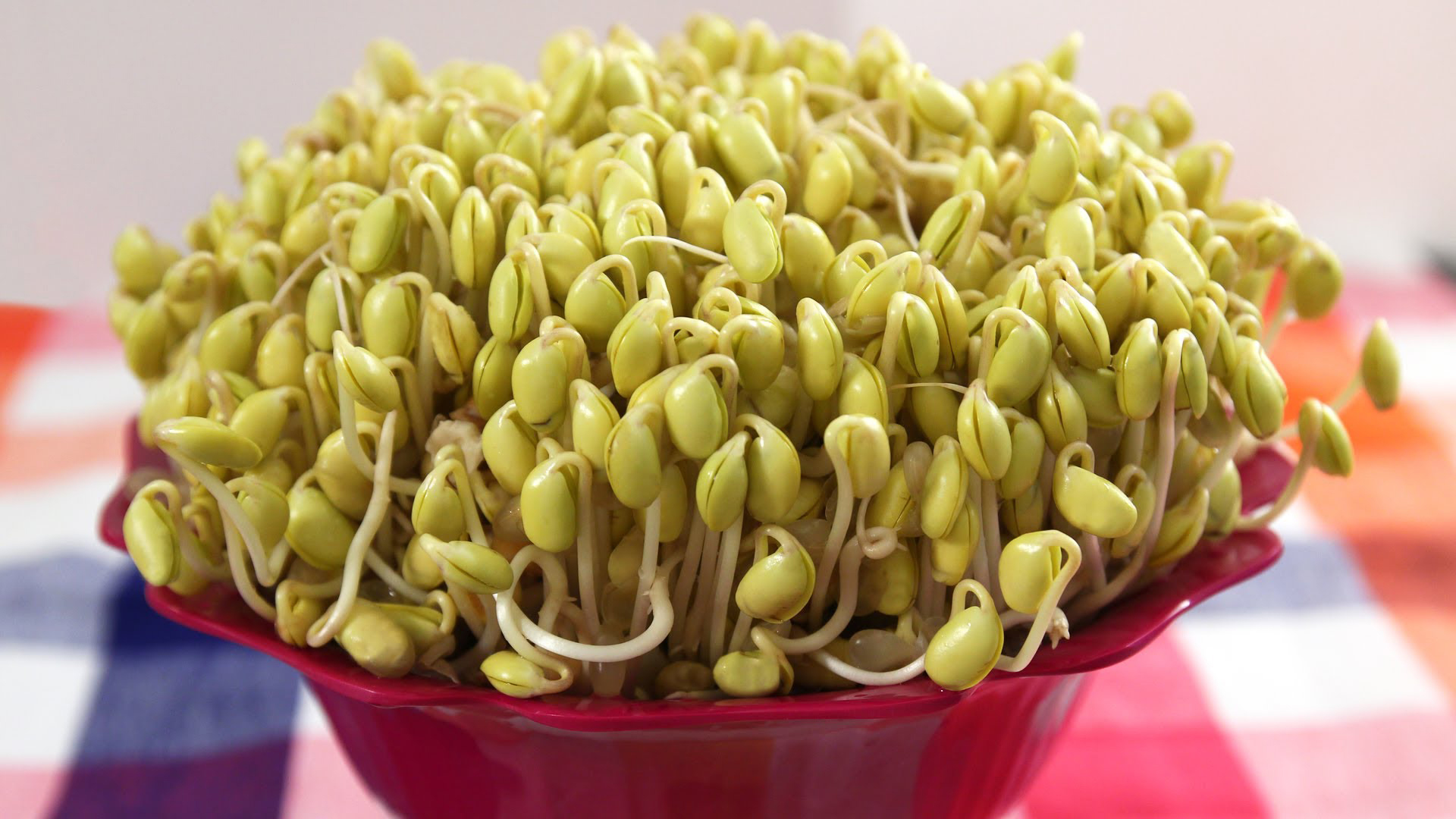 Close-view-of-Soybean-sprouts