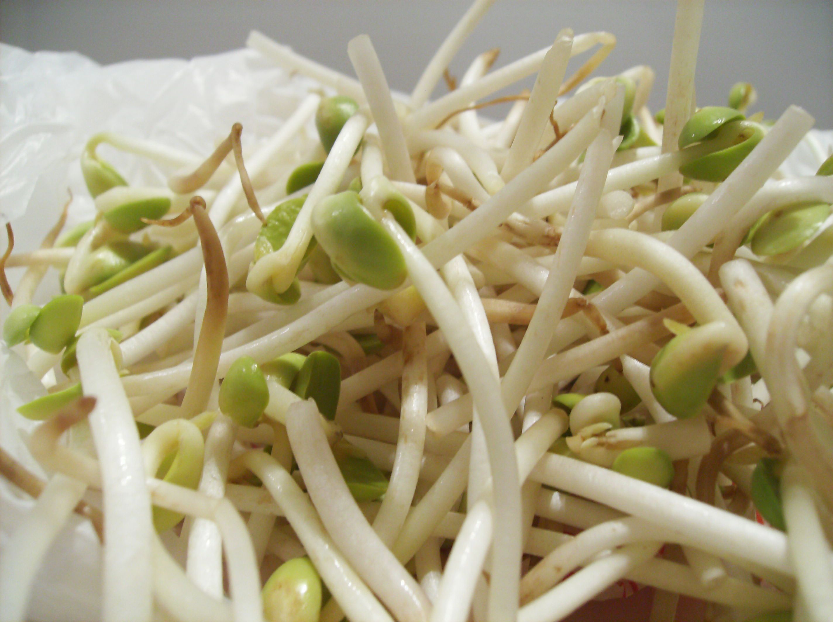 Soybean-sprouts-2