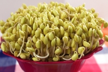 Close-view-of-Soybean-sprouts