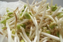 Soybean-sprouts-2