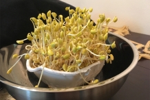 Soybean-sprouts-grown
