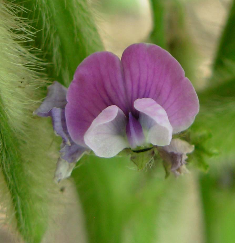 Close-up-flower-of-Soybean