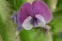 Close-up-flower-of-Soybean