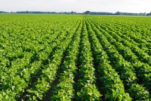 Farm-of-Soybean