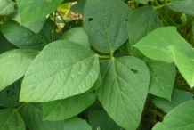 Leaves-of-Soybean