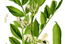 Plant-illustration-of-Soybean