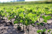 Plant-of-Soybean