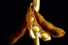 Soybean-pods-dried