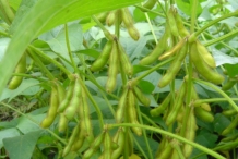 Soybean-pods-in-the-plant