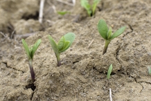 Sprouts-of-Soybean