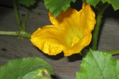 Female-Spaghetti-Squash-flower