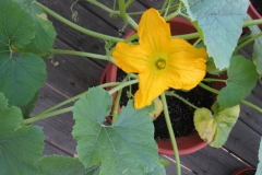 Male-Spaghetti-Squash-flower
