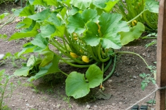 Spaghetti-squash-plant