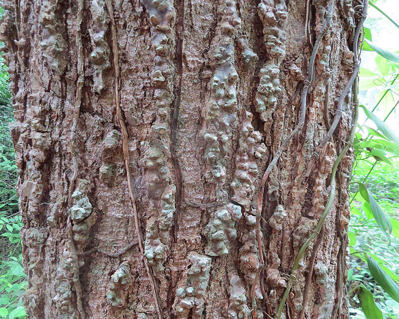 Bark-of-Spanish-cedar