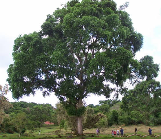 Spanish-cedar-tree