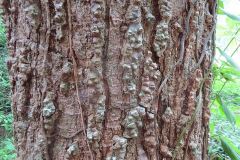 Bark-of-Spanish-cedar