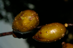 Immature-fruits-of-Spanish-cedar