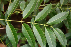 Leaves-of-Spanish-cedar