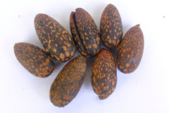 Mature-fruits-of-Spanish-cedar