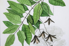 Plant-Illustration-of-Spanish-cedar