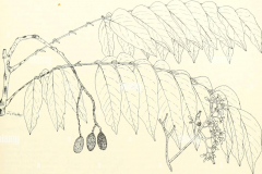 Sketch-of-Spanish-cedar
