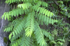 Spanish-cedar-sapling