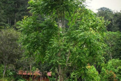 Spanish-cedar-tree-growing-wild