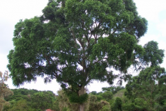 Spanish-cedar-tree