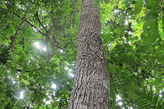 Trunk-of-Spanish-cedar