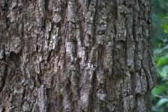 Bark-of-Spanish-Cherry