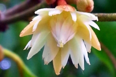 Closer-view-of-flower-of-Spanish-Cherry