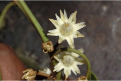 Flower-of-Spanish-Cherry