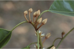 Flowering-buds-of-Spanish-Cherry