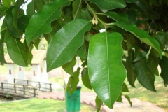 Leaves-of-Spanish-Cherry