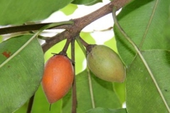 Mature-fruit-of-Spanish-Cherry