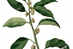 Plant-Illustration-of-Spanish-Cherry