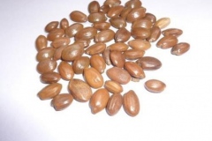 Seeds-of-Spanish-Cherry